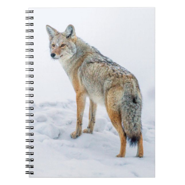 Cuaderno Coyote alerta en nieve (Frente)