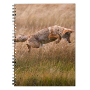 Cuaderno Coyote que salta - prados del Gibbon