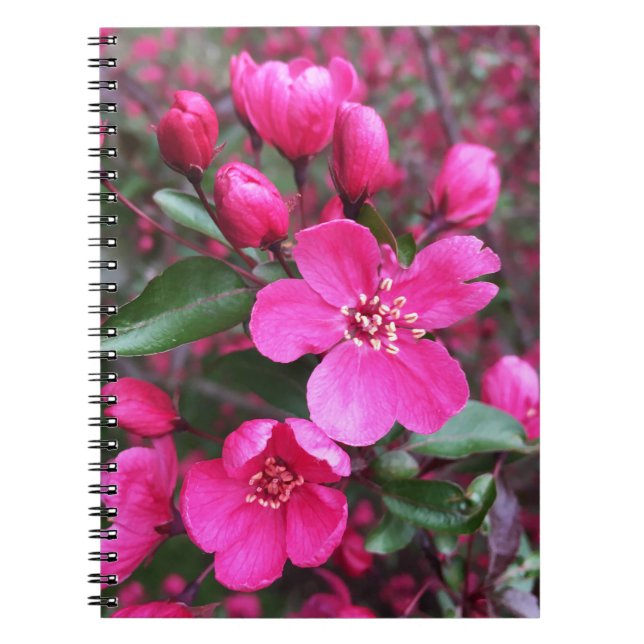 Cuaderno Crabapple de floración rosa (Frente)