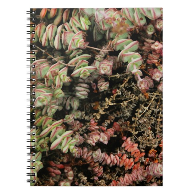 Cuaderno Crassula perforata (Frente)