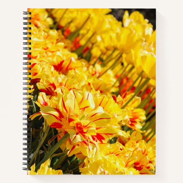 Cuaderno Crecer en oro (Anverso)