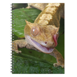 Cuaderno Crested Gecko