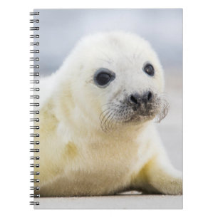 Cuaderno Cría de foca de las imágenes el de Getty