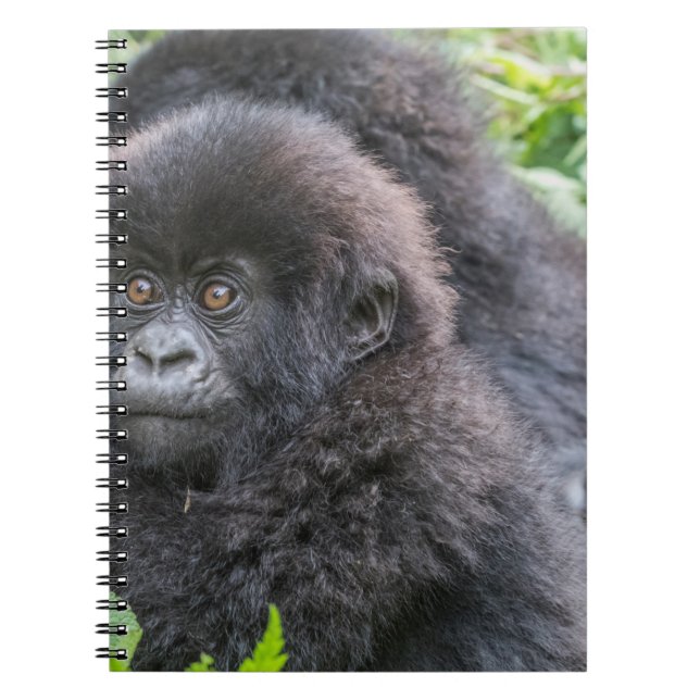 Cuaderno Cría de gorila de montaña (Frente)