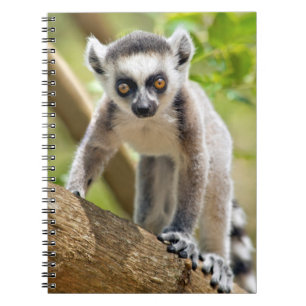 Cuaderno Cría de lémur de cola anillada