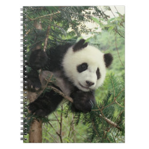 Cuaderno cría de panda gigante trepa a un árbol, Valle de W