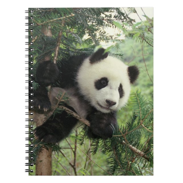 Cuaderno cría de panda gigante trepa a un árbol, Valle de W (Frente)