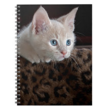 Criam Kitten con hermosos ojos azules