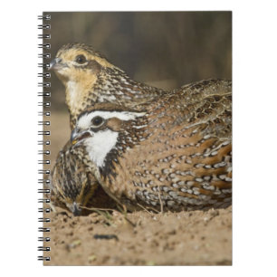 Cuaderno crías de codorniz coluda norteña en estanque para