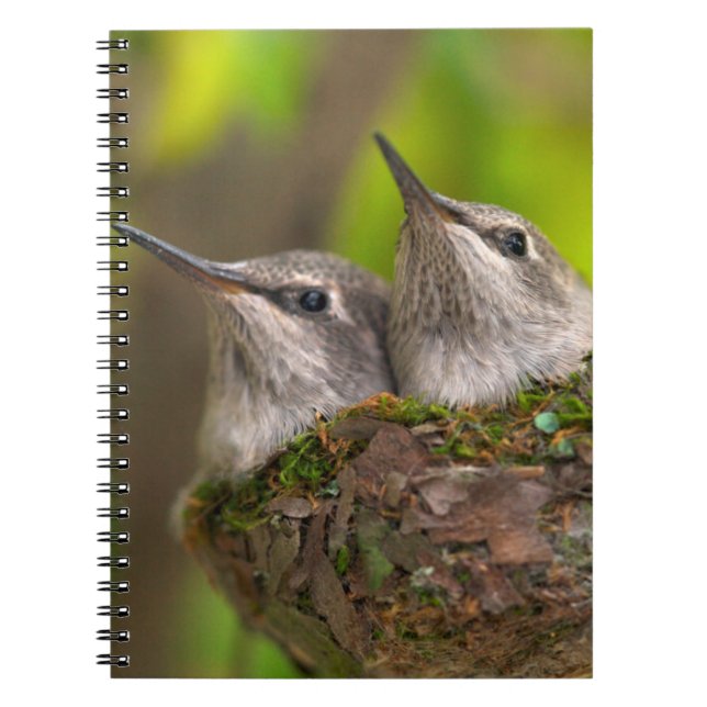 Cuaderno Crías de colibríes (Frente)