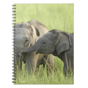 Cuaderno Crías de elefante indio / asiático