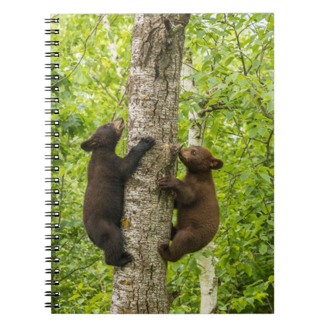 Cuaderno Crías de oso negro subiendo a un árbol (Frente)