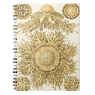 Cuaderno Criaturas del Mar de Oro