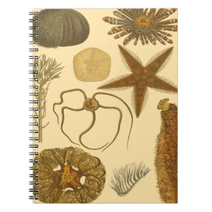 Cuaderno Criaturas submarinas