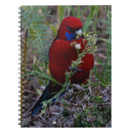 Cuaderno Crimson Rosella