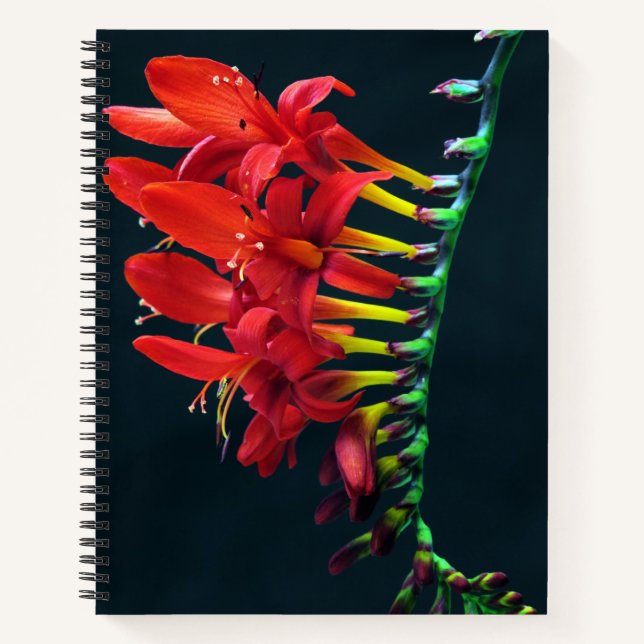 Cuaderno Crocosomia Lucifer Montbretia Floral (Anverso)