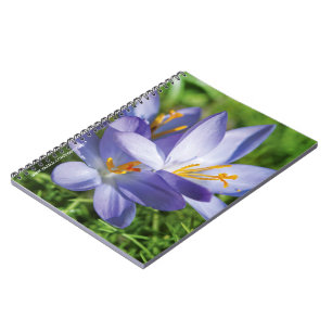 Cuaderno Crocus