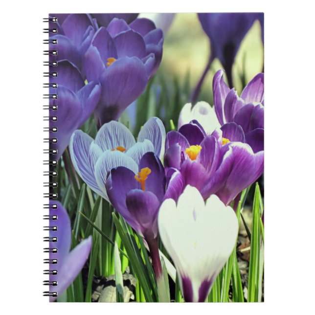 Cuaderno Crocuses de primavera - portátil (Frente)