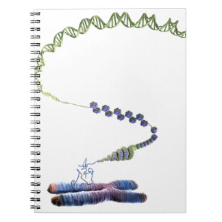 Cuaderno Cromatina