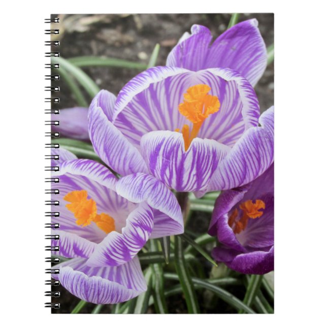 Cuaderno Cruces de Primavera Púrpura. (Frente)