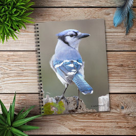 Cuaderno Cuadrillo de Jay azul en Treestump