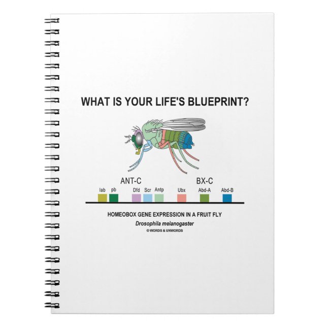Cuaderno ¿Cuál es el plan de tu vida? (Expresión Genética) (Frente)