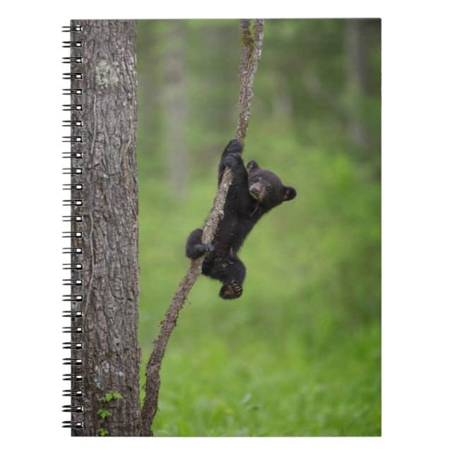 Cuaderno Cubo de oso negro jugando en la extremidad del árb (Frente)