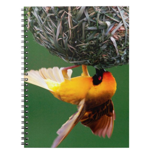 Cuaderno Cuchillo-enmascarado africano (Ploceus Velatus) (Frente)