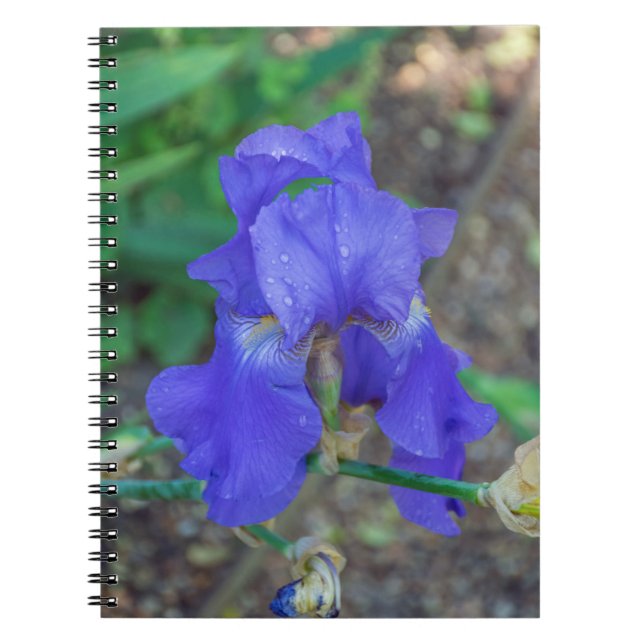 Cuaderno Cuerno de flores de iris azul (Frente)