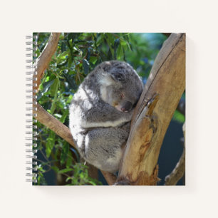 Cuaderno Cuidada durmiendo a Koala en el árbol