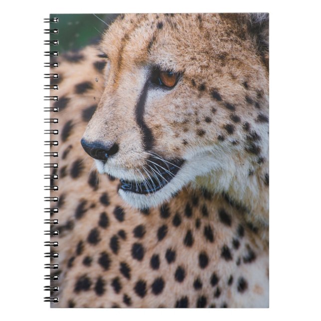 CUADERNO CURIOSO CHEETAH (Frente)