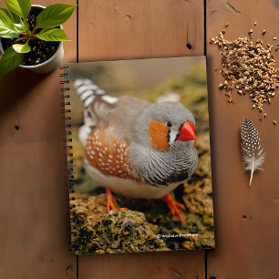 Cuaderno Curioso Zebra Finch en las Rocas