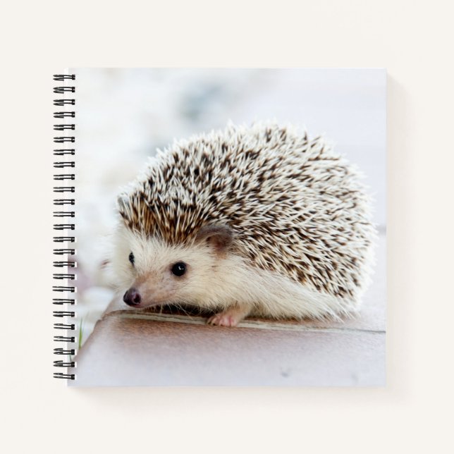 Cuaderno Cute Baby Hedgehog (Anverso)