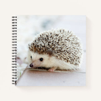Cuaderno Cute Baby Hedgehog Notebook