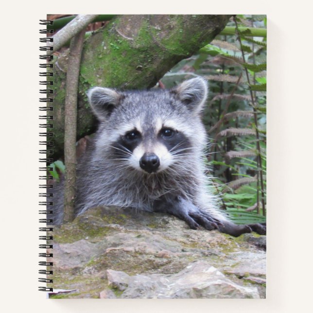 Cuaderno Cute Baby Raccoon Pic Notebook (Anverso)