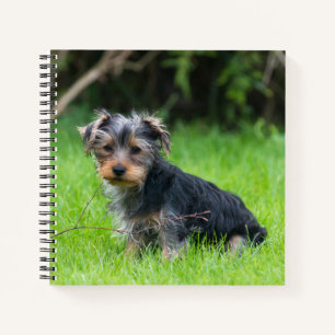 Cuaderno Cute bebé yorkshire terrippy cachorro ojos tristes