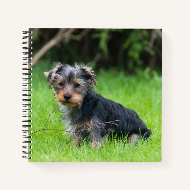 Cuaderno Cute bebé yorkshire terrippy cachorro ojos tristes (Anverso)