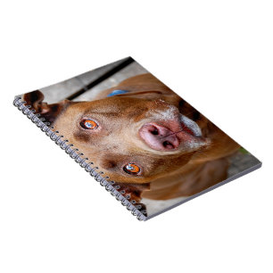 Cuaderno Cute Chocolate Lab Pit Mix Dog 7