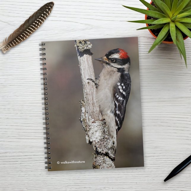 Cuaderno Cute Downy Woodpecker en el árbol (Downy Woodpecker on the Tree Journal Cover Photo)