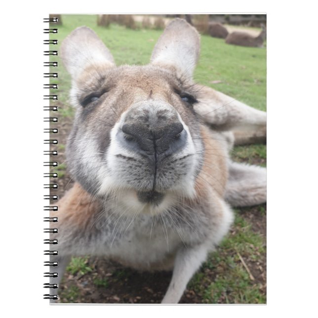 Cuaderno Cute Funny Face Kangaroo Educational Animal Photo (Frente)