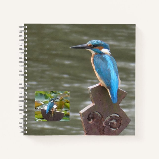 Cuaderno Cute Kingfishers (observadores de aves) (Anverso)