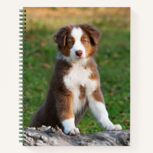 Cuaderno Cute Red Tri Australian Shepherd Dog Puppy Photo -