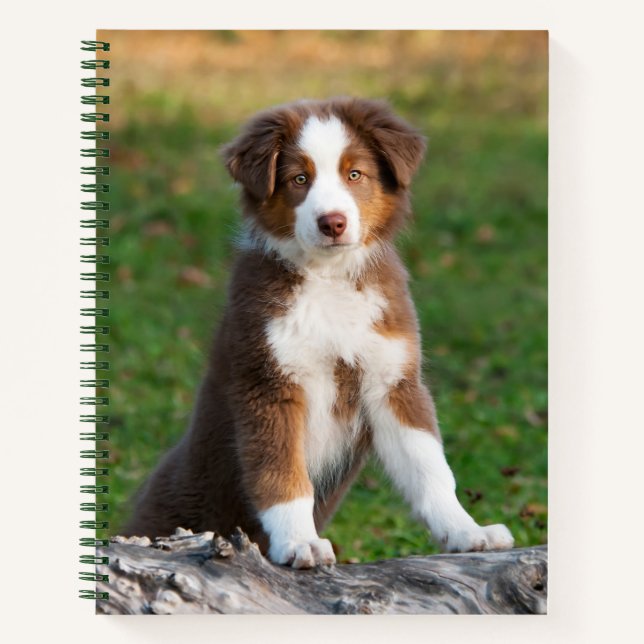 Cuaderno Cute Red Tri Australian Shepherd Dog Puppy Photo - (Anverso)
