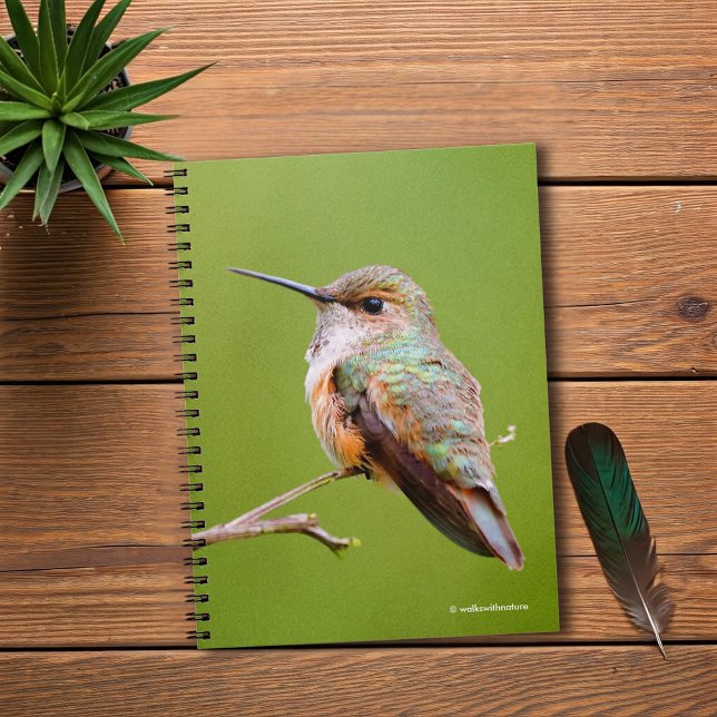 Cuaderno Cute Rufous Hummingbird en California Lilac (Rufous Hummingbird on the California Lilac Journal Cover Photo)