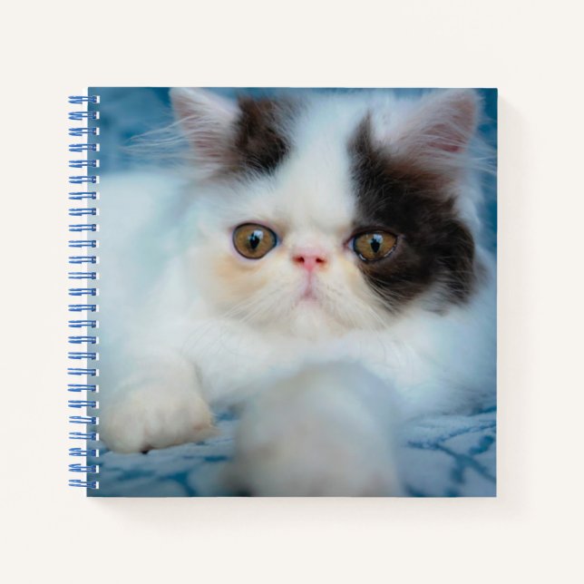 Cuaderno Cutest Baby Animals | Black & White Kitten (Anverso)
