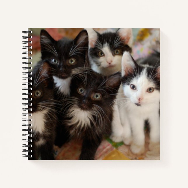 Cuaderno Cutest Baby Animals | Black & White Kittens (Anverso)
