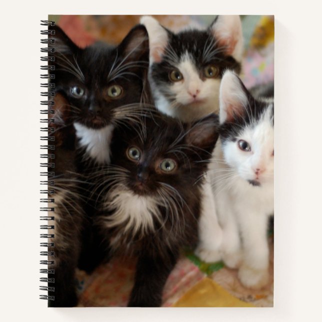 Cuaderno Cutest Baby Animals | Black & White Kittens (Anverso)