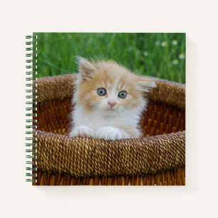 Cuaderno Cutest Baby Animals   Blue Eyed Kitten
