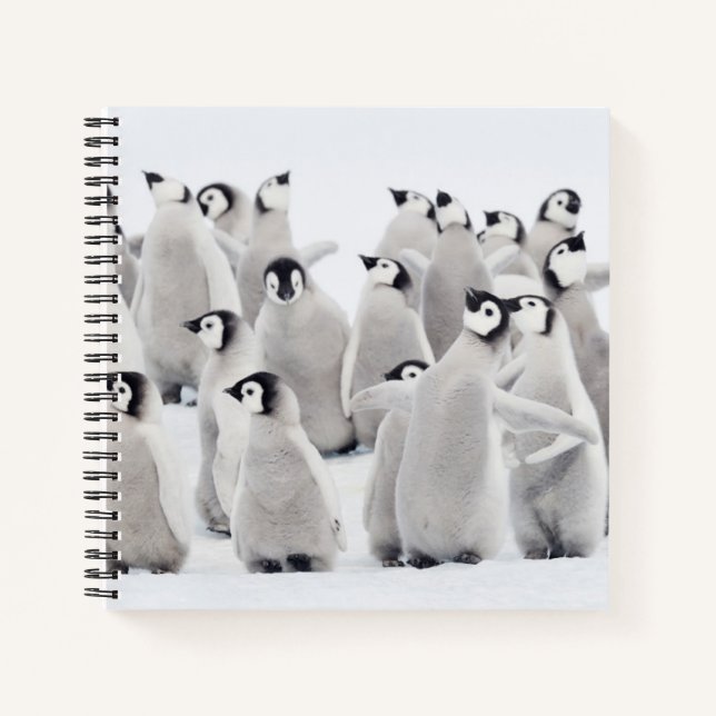 Cuaderno Cutest Baby Animals | Emperor Penguin Chicks (Anverso)