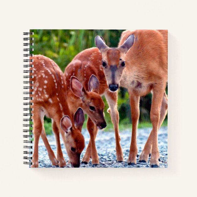 Cuaderno Cutest Baby Animals | Fawn with Babies (Anverso)